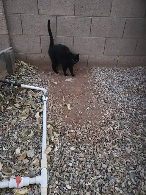 A black cat with bright yellow eyes stands alert on a patch of dirt and gravel next to a cinder block wall, its tail held…
