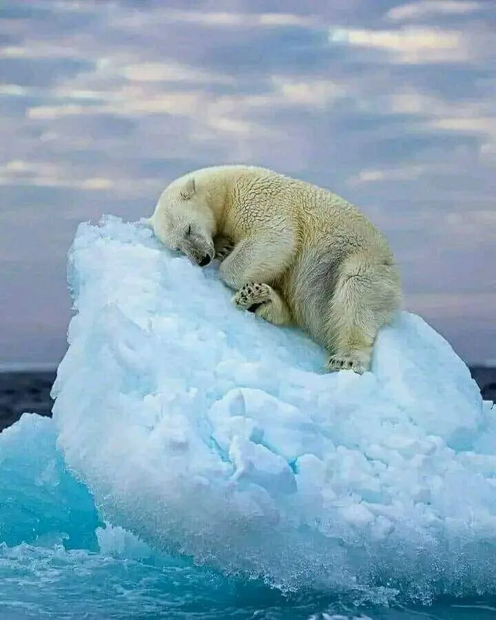 A polar bear taking a break wins the Photography of the Year Award!