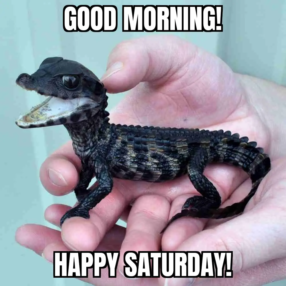 A small, dark-scaled baby alligator or caiman is held gently in a person's open palm, its mouth slightly open and eyes wide…