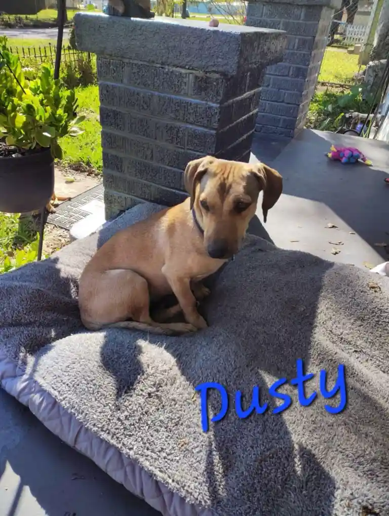 A light brown dog with floppy ears sits on a grey, fluffy dog bed outdoors, looking directly at the camera with a slightly…