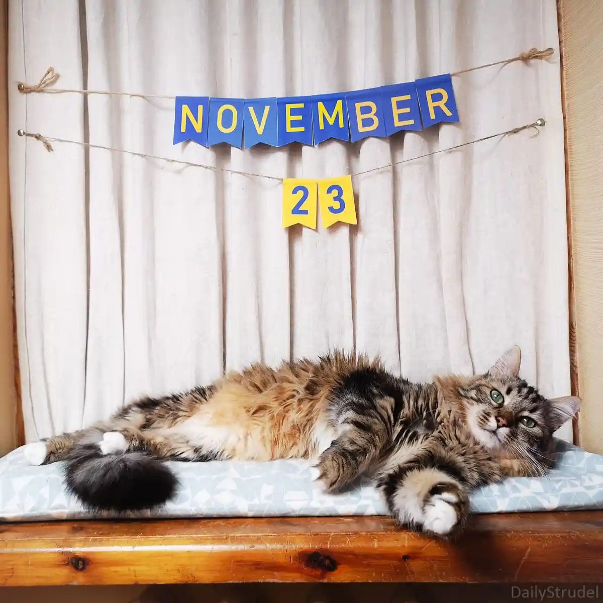 A fluffy, long-haired tabby cat with green eyes lounges on a patterned cushion atop a wooden surface, looking up with a…