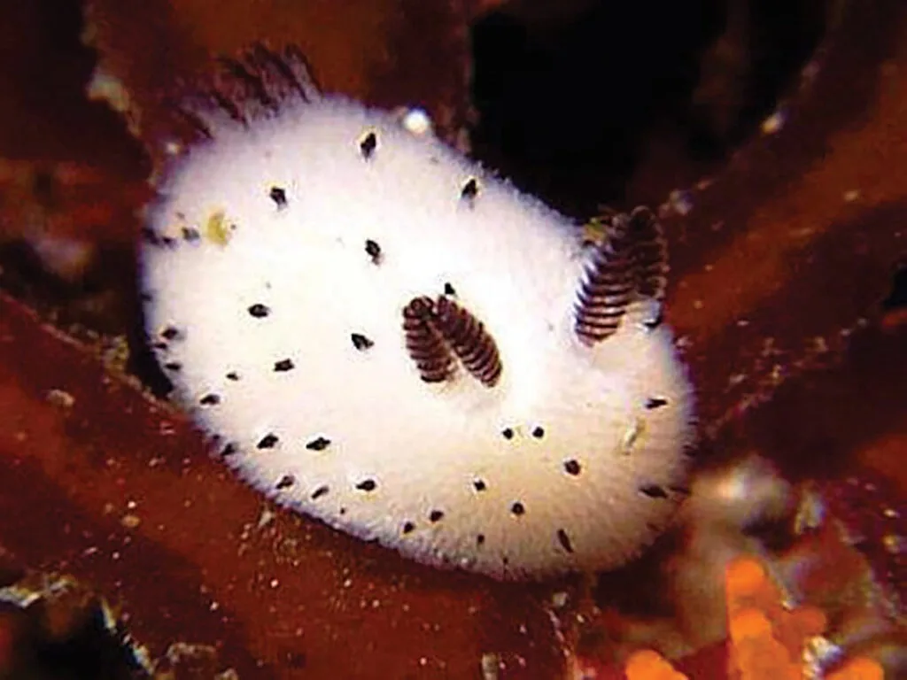 Meet the Adorable Sea Bunny