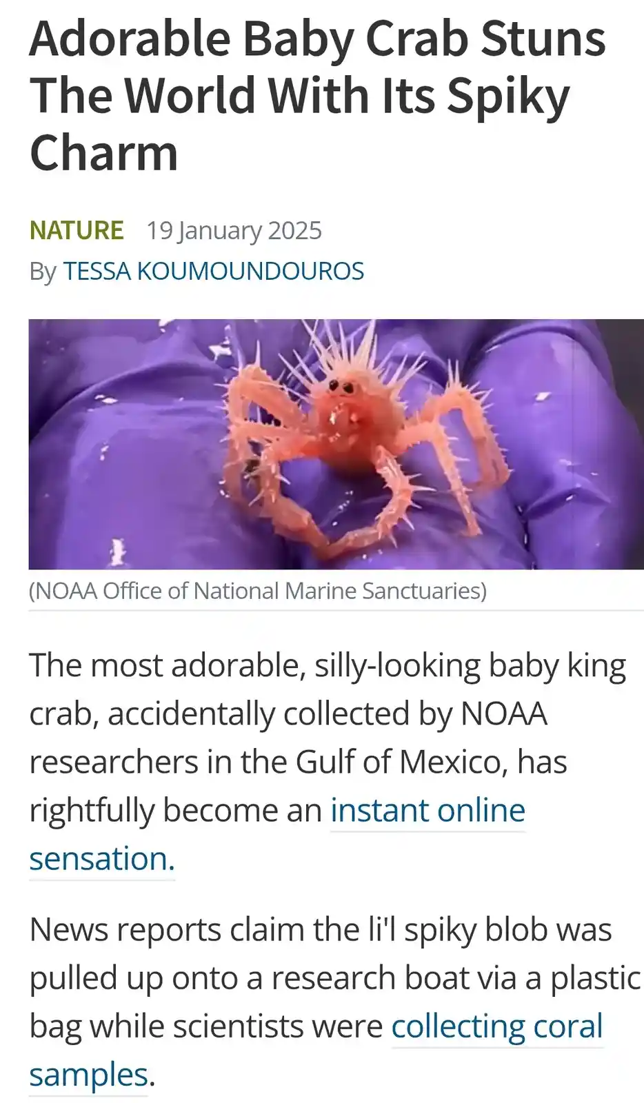 A close-up image shows a small, orange baby king crab with numerous spiky protrusions, resting on a purple gloved hand. The…