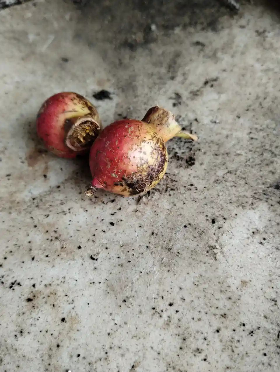 Two small, weathered pomegranates lie on a dirty concrete surface; one is split open revealing seeds, the other is intact…