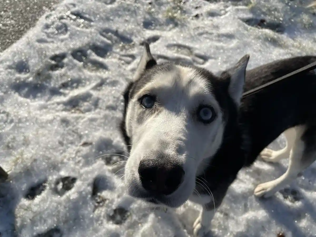 A close-up photo of a black and white husky with striking blue eyes looking directly at the camera from a snowy ground, with…