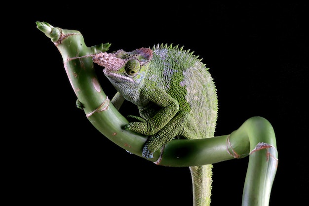 A green chameleon with spiky skin is perched on a green bamboo-like branch against a black background, its head turned to…