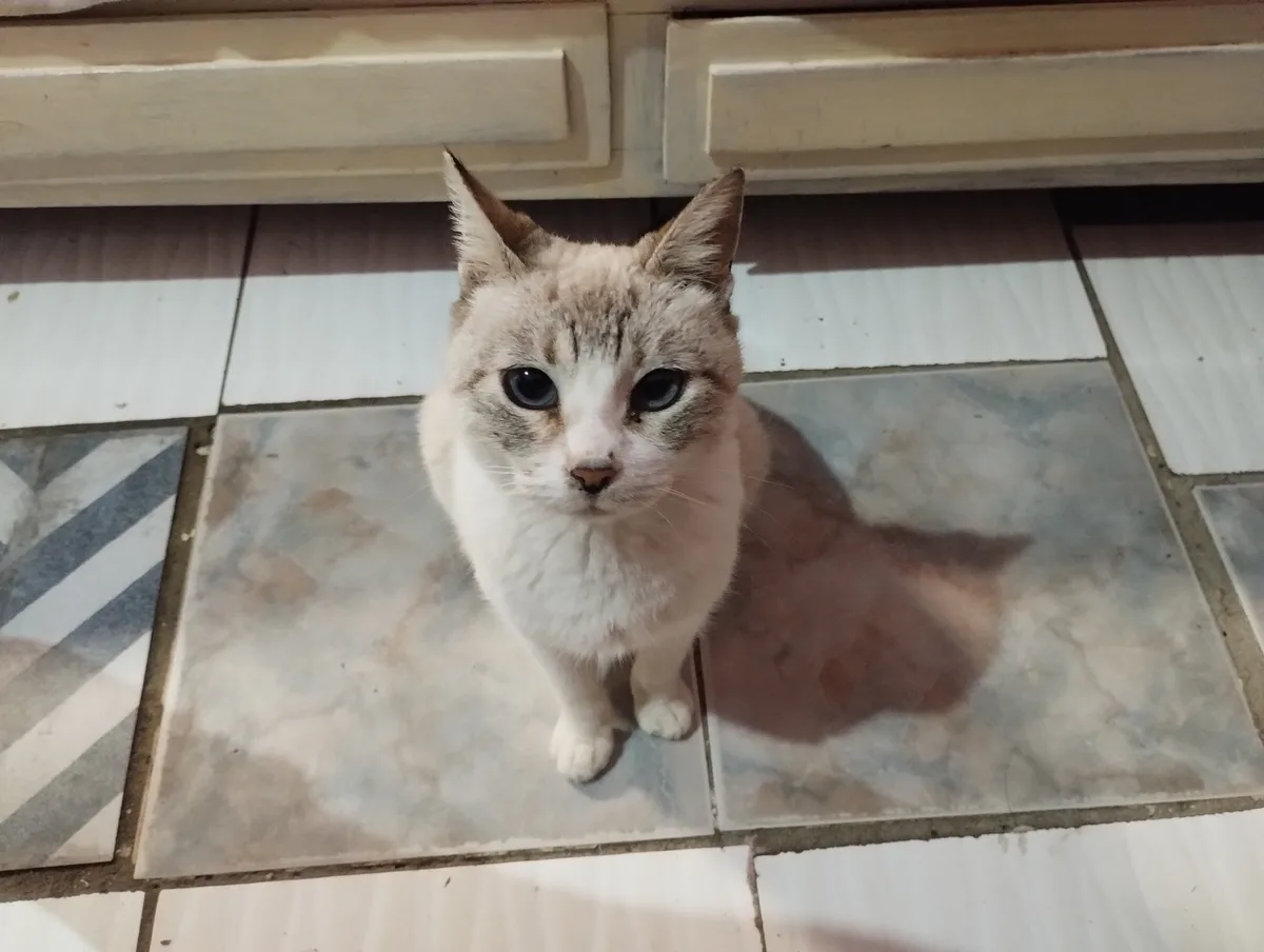 A light-colored cat with blue eyes sits on a patterned tiled floor, looking directly at the camera with a serious…