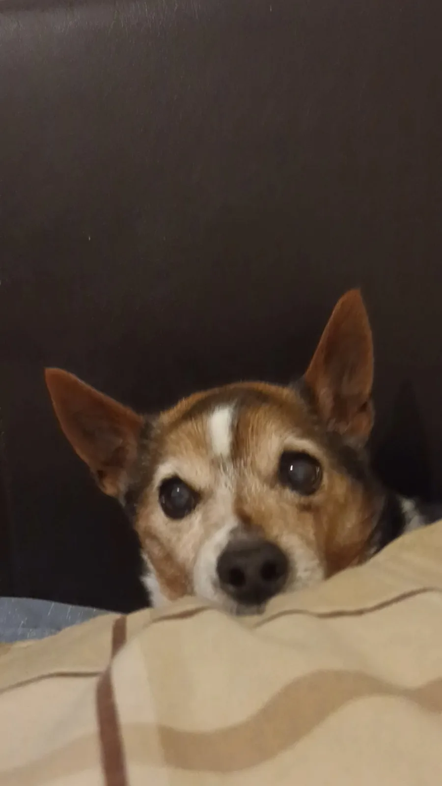A small brown and white dog with large, pleading eyes peeks over a beige blanket with brown stripes, looking directly at the…