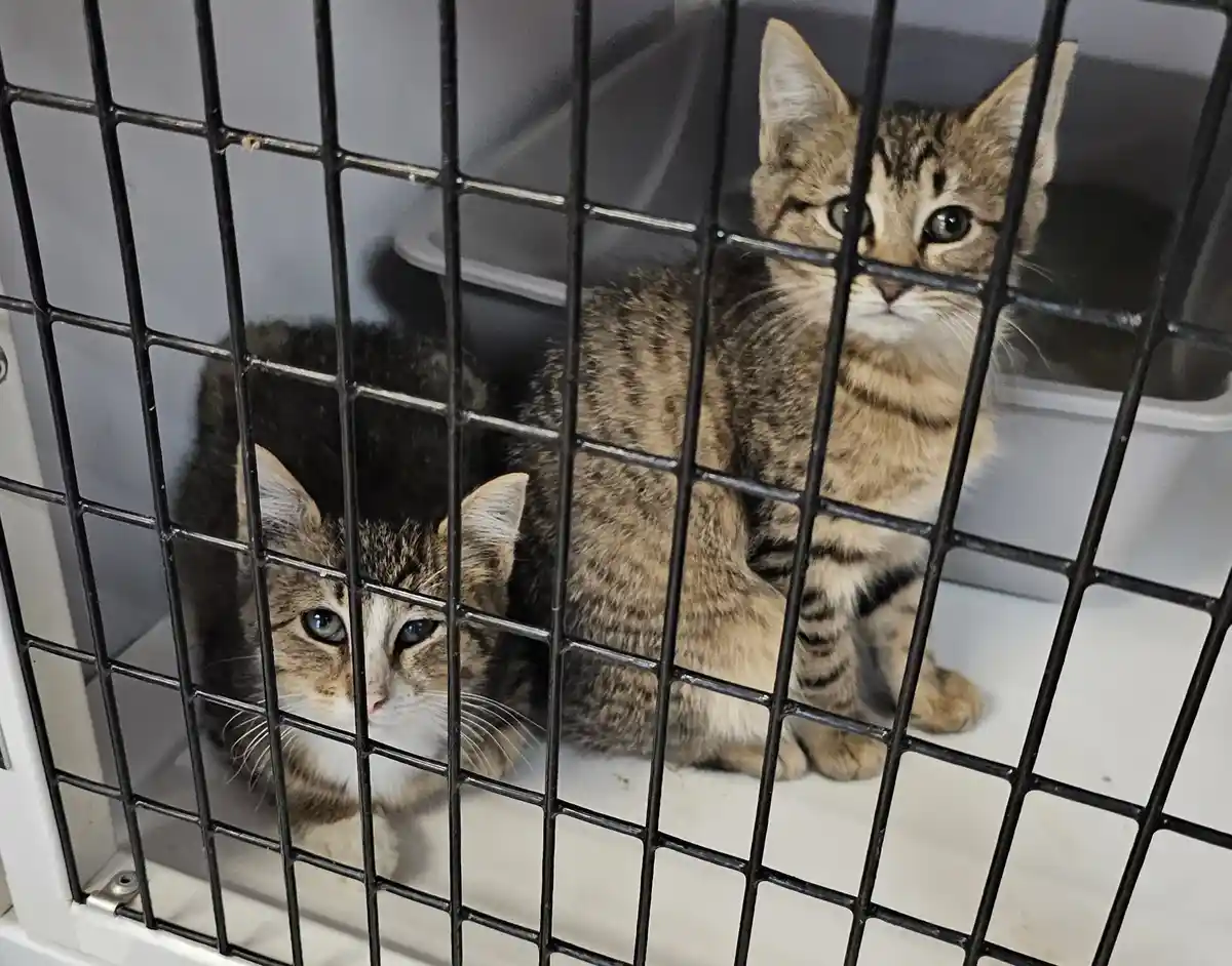 Two tabby kittens are visible inside a black wire cage, looking out with wide eyes. One kitten has striking blue eyes and is…