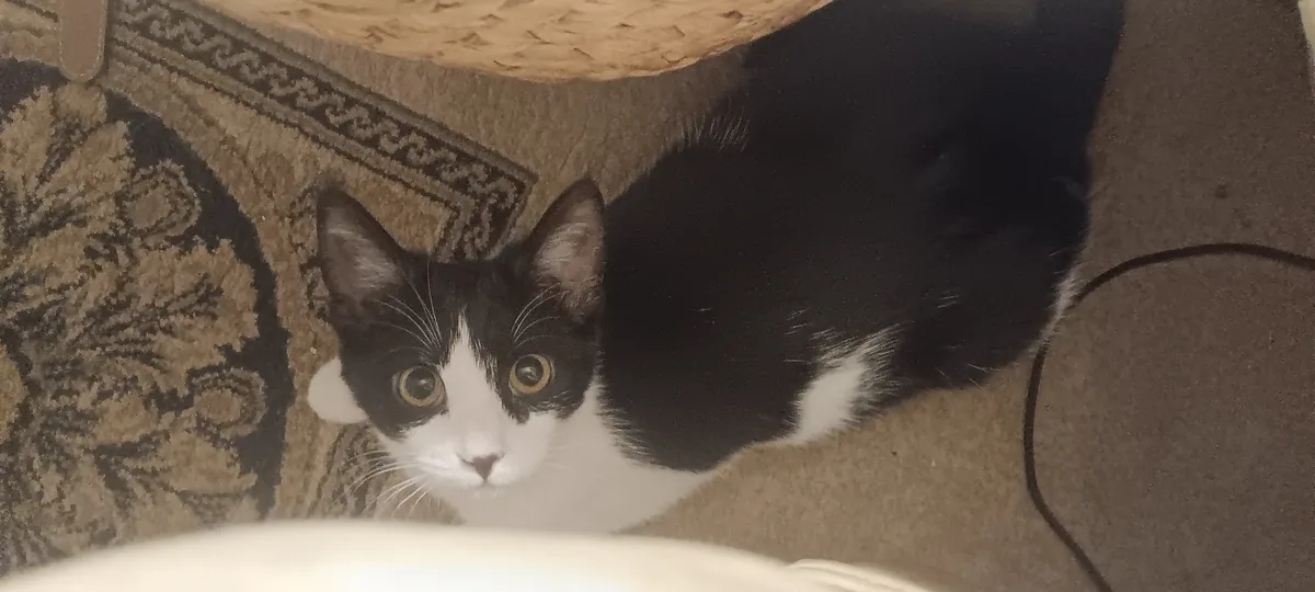 A black and white cat with wide, golden eyes stares intently upward from under a piece of furniture, its body partially…