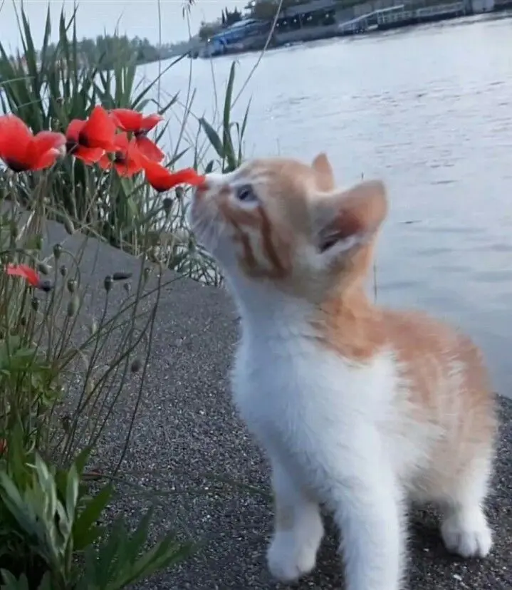 A small orange and white kitten stands on a gravel path next to water, gently sniffing a cluster of bright red poppies. The…