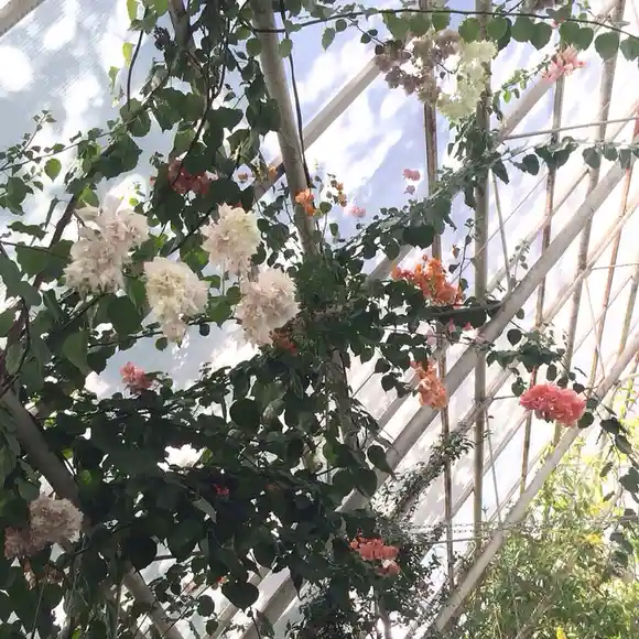 A photo of bougainvillea flowers in various shades of white, pink, and orange growing on vines against a greenhouse roof…