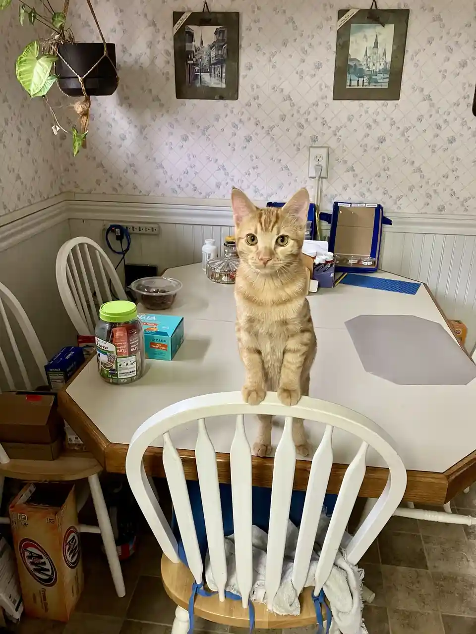 An orange tabby cat sits upright on a white dining table, resting its front paws on the back of a white wooden chair. The…