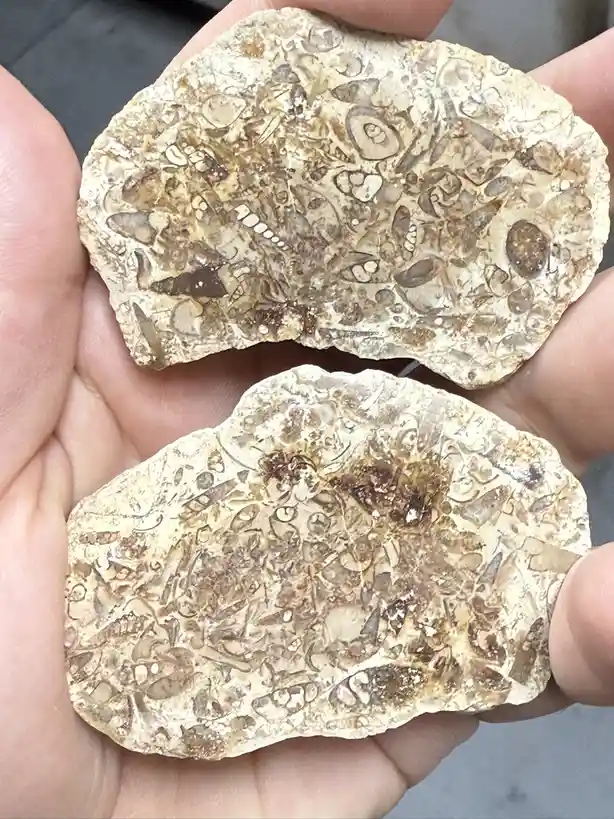 Two irregularly shaped, beige and brown fossilized rock slabs are held in a person's hands, each densely packed with…