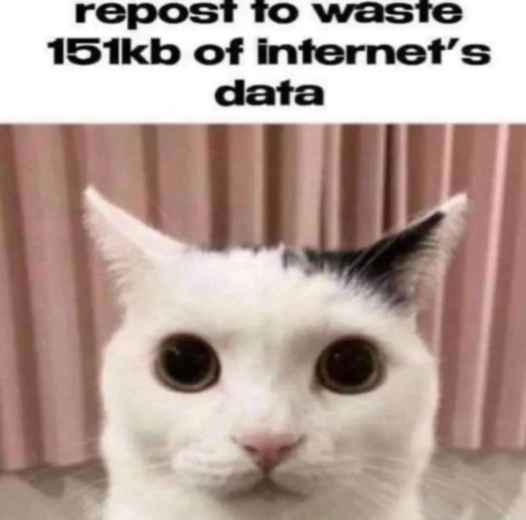 A close-up photo of a white cat with black markings on its ears and forehead, staring directly at the camera with large…