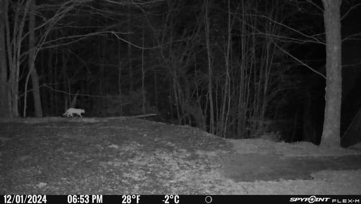 A black-and-white night-vision trail camera photo shows a small, light-colored animal, likely a fox, walking across a wooded…