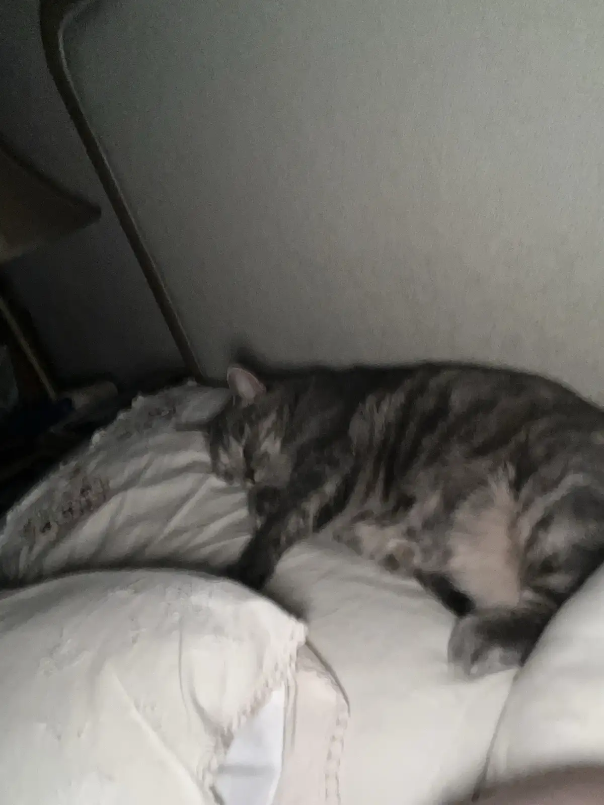 A gray tabby cat is curled up and sleeping soundly on white pillows in a dimly lit room, with its body relaxed and head…
