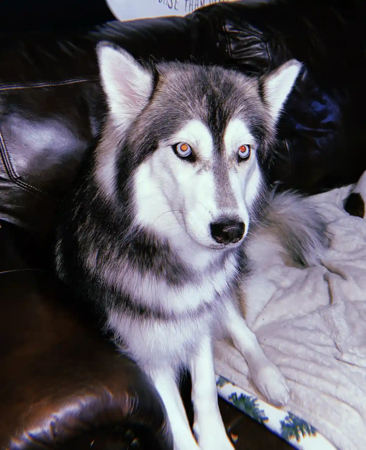 A husky dog with striking blue and orange eyes sits alertly on a black leather couch, looking directly at the camera. Behind…