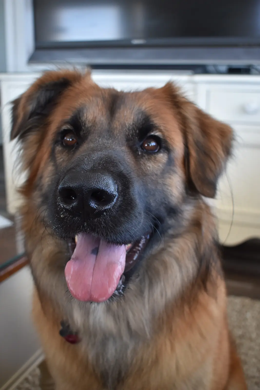 A close-up photo of a fluffy, brown and black dog with its tongue out, looking directly at the camera. The dog appears happy…