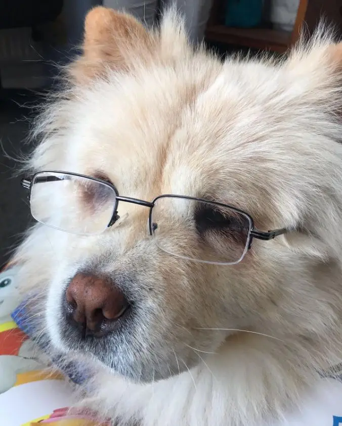 A close-up photo of a fluffy, light-colored dog with glasses perched on its nose, looking sleepy or uninterested. The dog's…