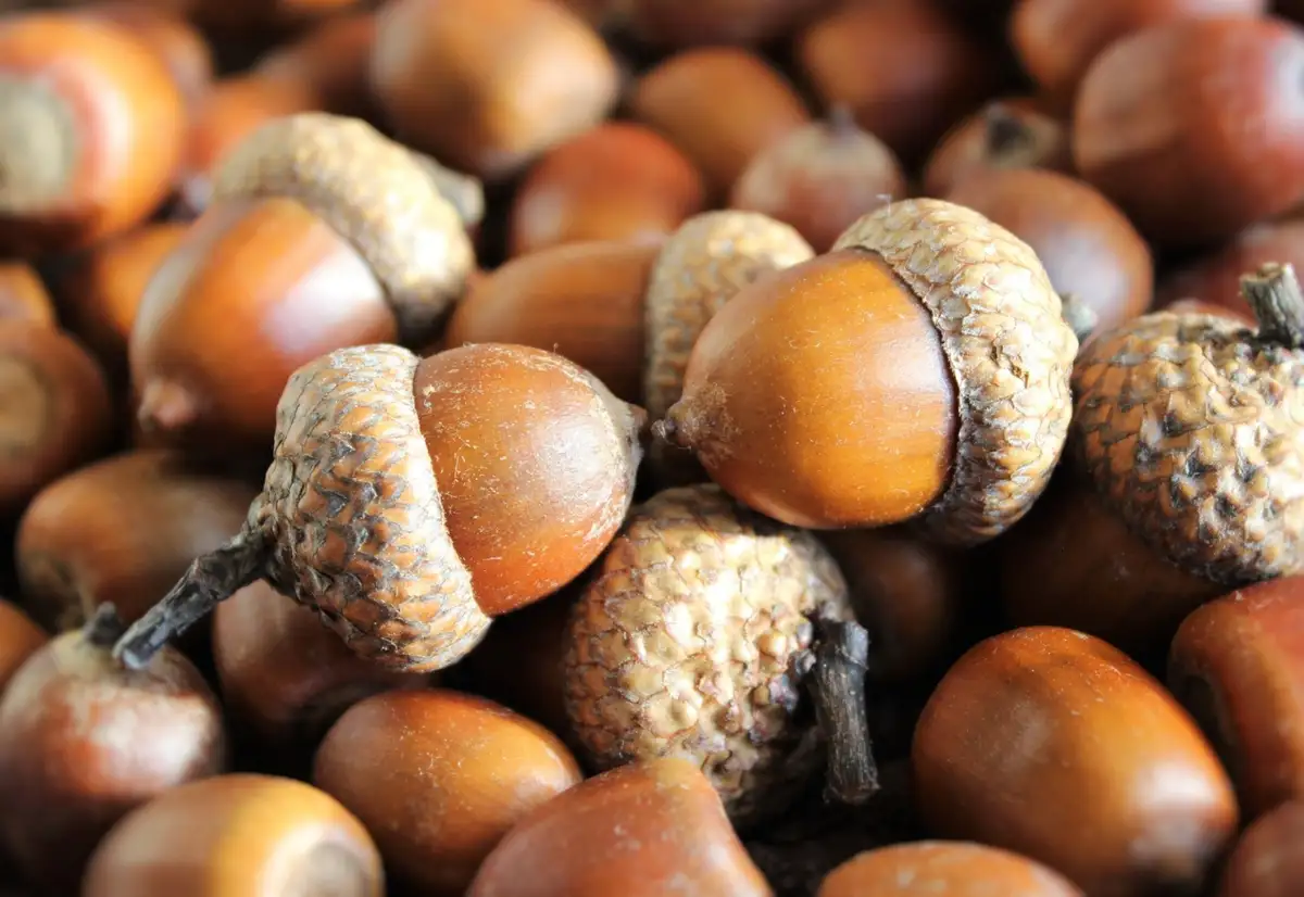 A close-up photo of many brown acorns with textured caps, some in focus and others blurred in the background. Overlaid text…