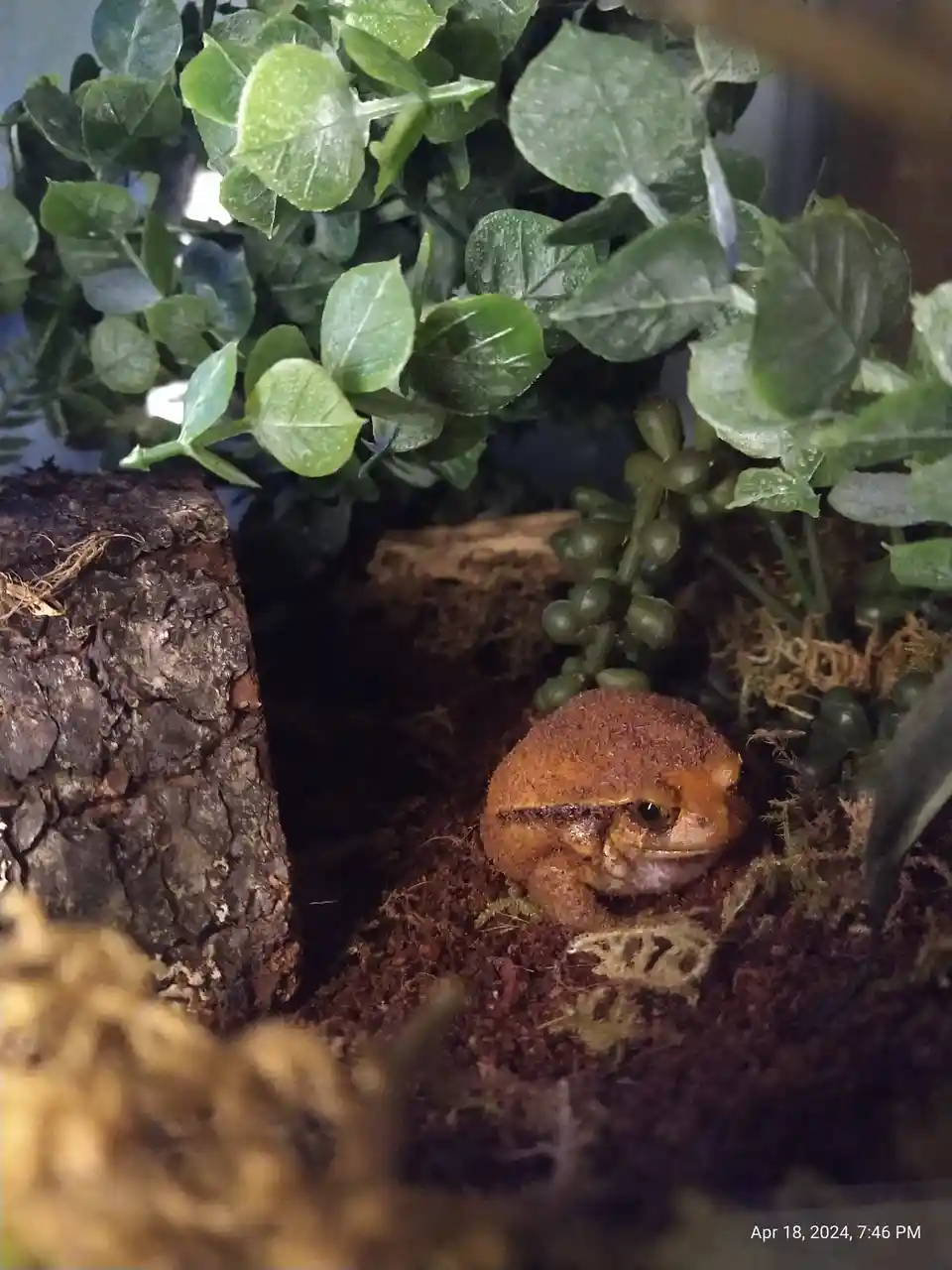 A small brown frog with a dark stripe across its eyes sits nestled in dark soil among green foliage and a piece of bark in…
