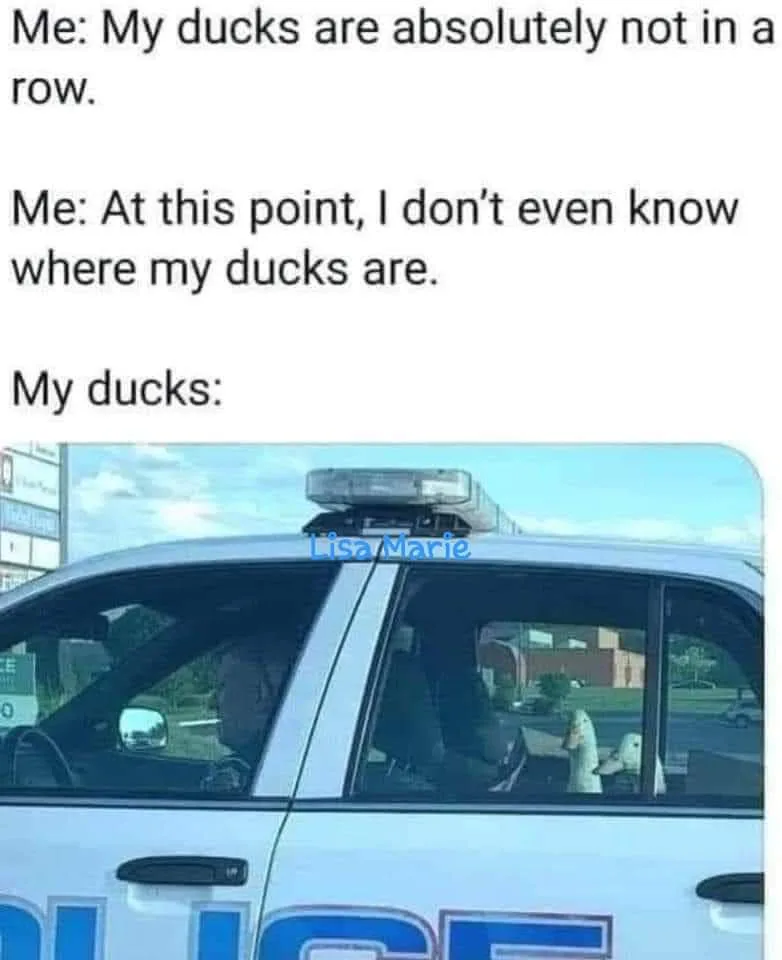The image shows two white ducks sitting in the front passenger seat of a police car, with a police officer visible in the…