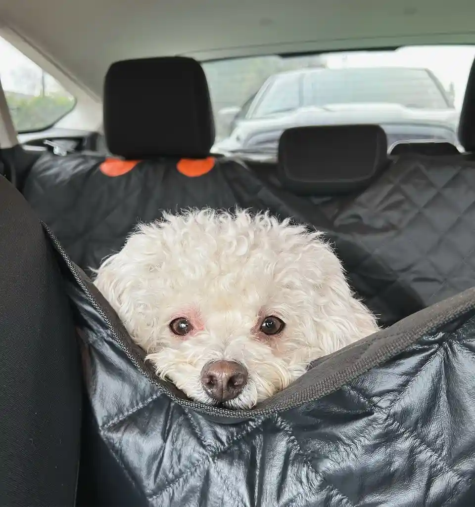 A small, fluffy white dog with brown eyes peers out from inside a black, quilted car seat cover in the back of a vehicle…