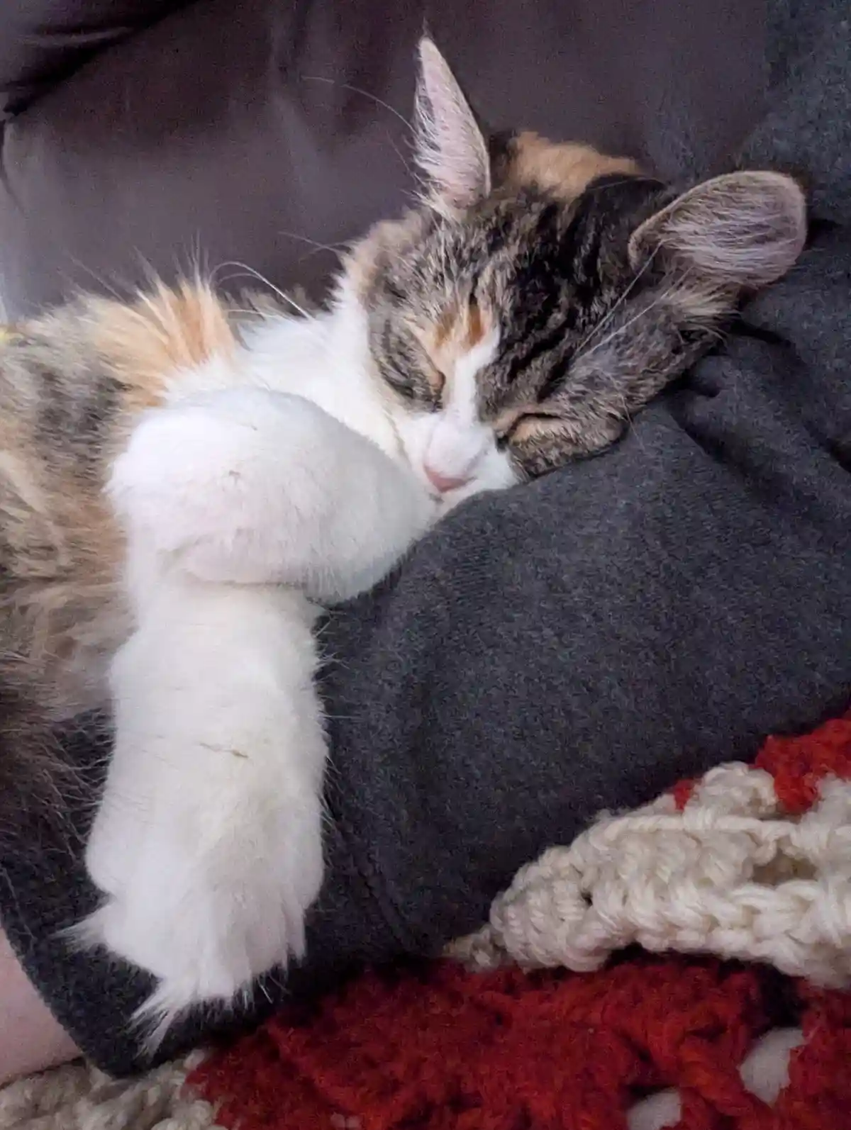 A calico cat with white, brown, and black fur is sleeping soundly on a dark gray blanket, curled up with one paw tucked…