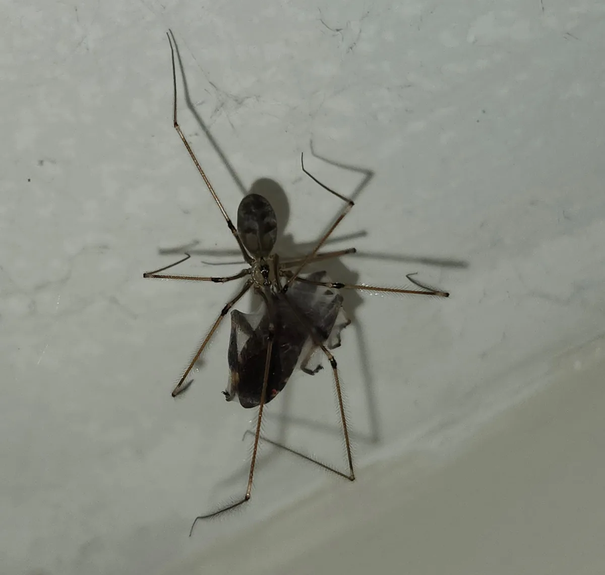 The bathroom spider is on duty!