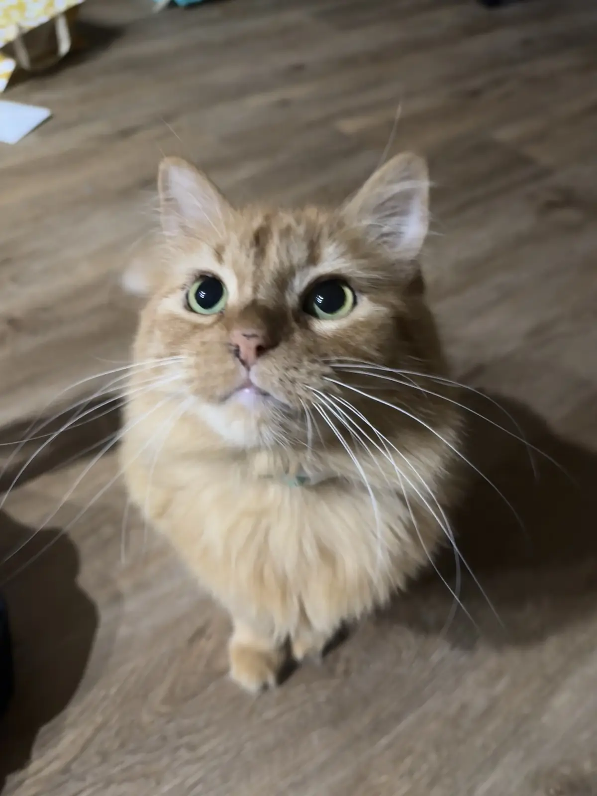 A fluffy orange tabby cat with wide, green eyes stares directly at the camera with a slightly open mouth, sitting on a light…