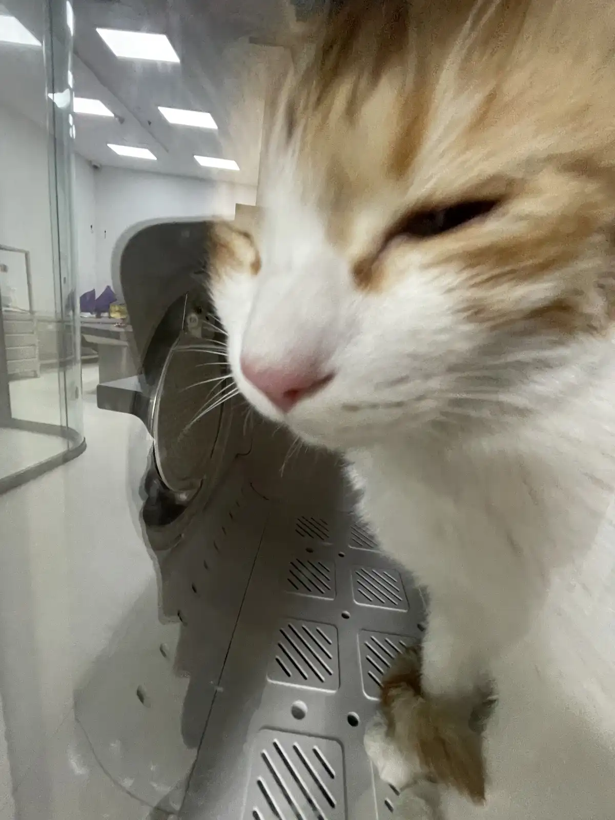 A close-up of a fluffy orange and white cat inside a washing machine, looking at the camera with one eye half-closed. The…