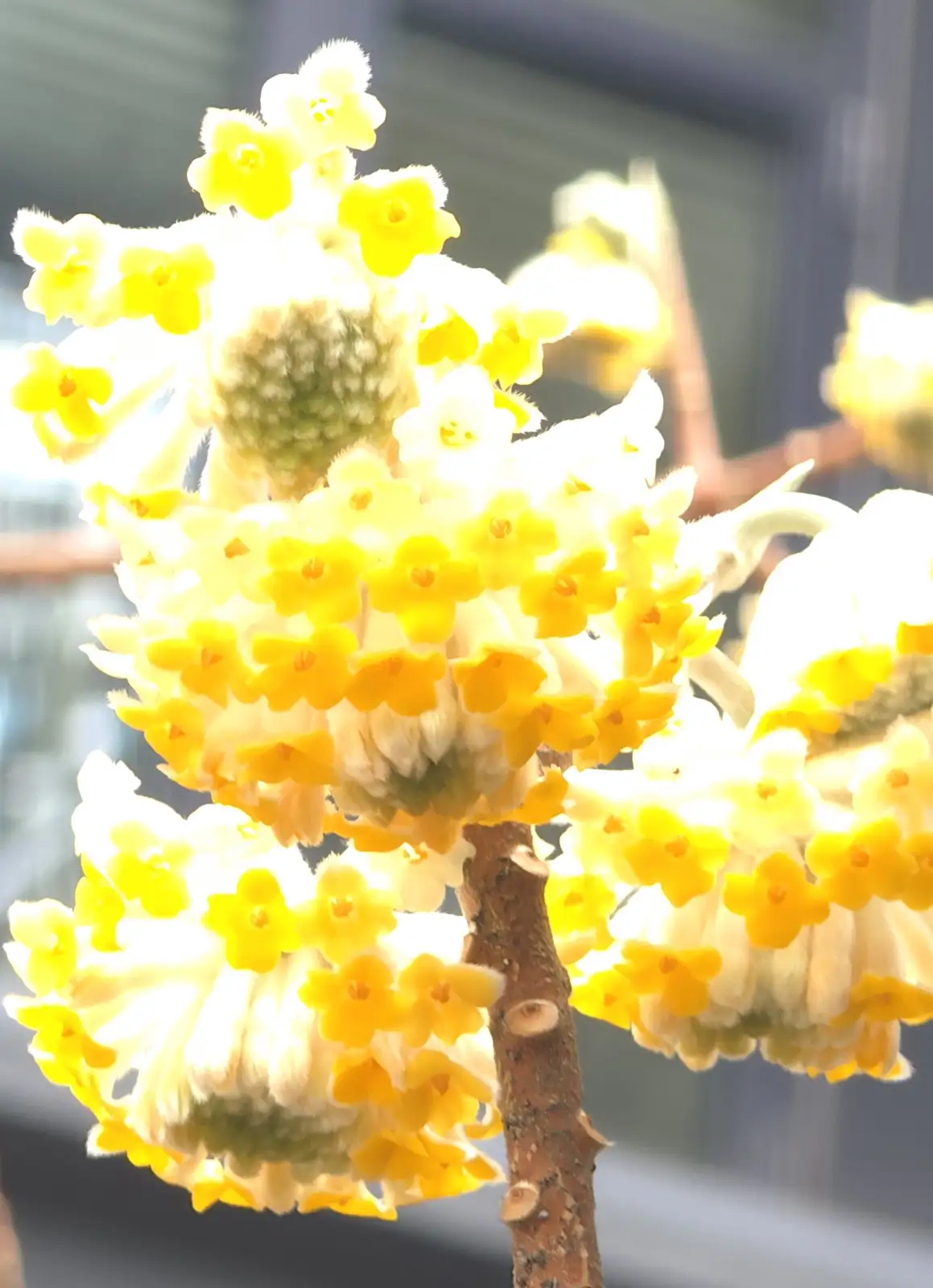 A close-up photo of bright yellow, fluffy flowers clustered on a brown branch, backlit by strong sunlight causing some…