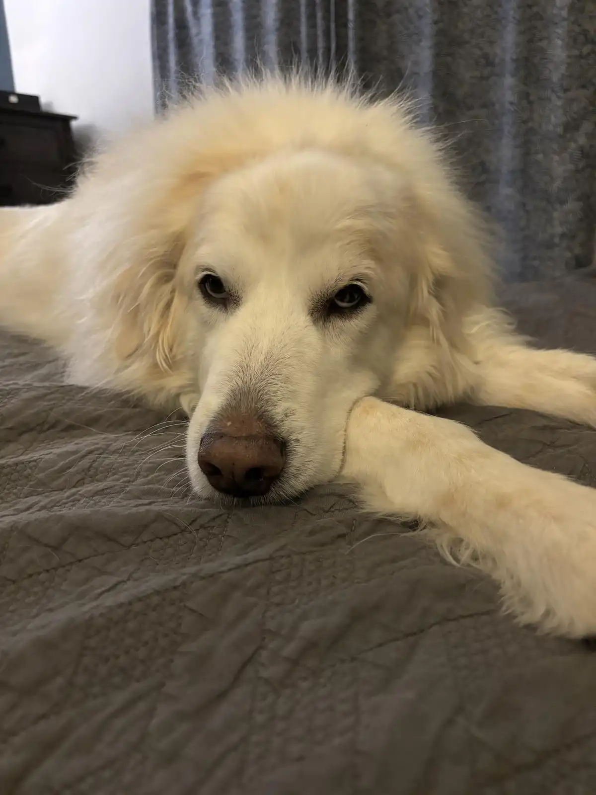 A fluffy white dog with a sad, tired expression lies on a gray quilted bed, resting its head on its front paw. The dog's…