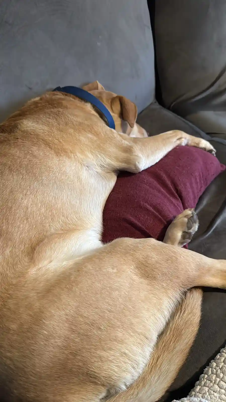 A light brown dog with a blue collar is curled up asleep on a dark gray couch, hugging a maroon pillow with its front paw…
