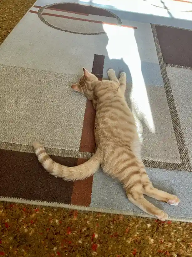 Mr. Sassy Pants Aubrey: The Art of Relaxation