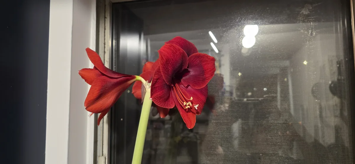 A vibrant red amaryllis flower with a green stem is positioned in front of a window with a screen, showing blurry…