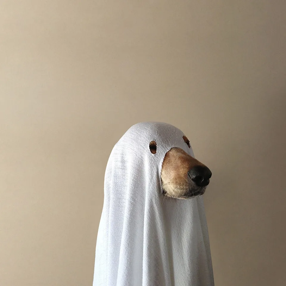A dog with a light brown muzzle and black nose peeks out from a white, textured ghost costume with two small holes for eyes…