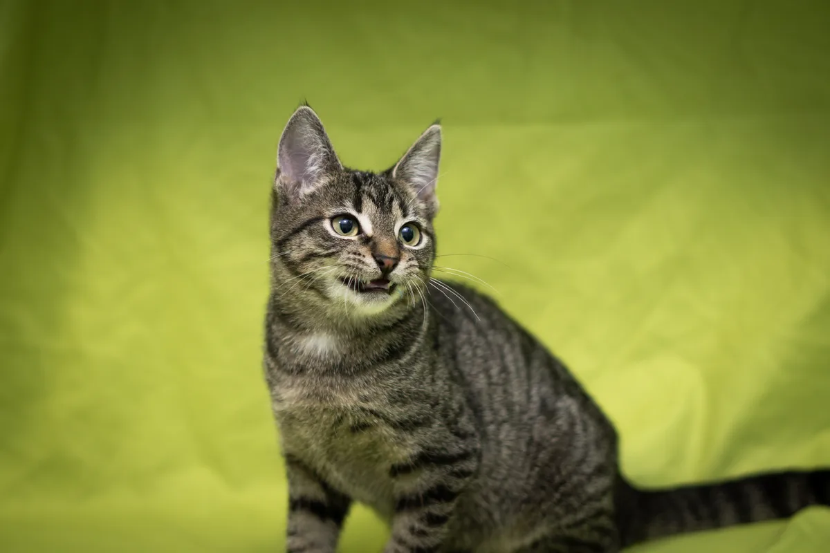 A tabby cat with wide, startled eyes and an open mouth sits against a blurred green background, conveying shock or…