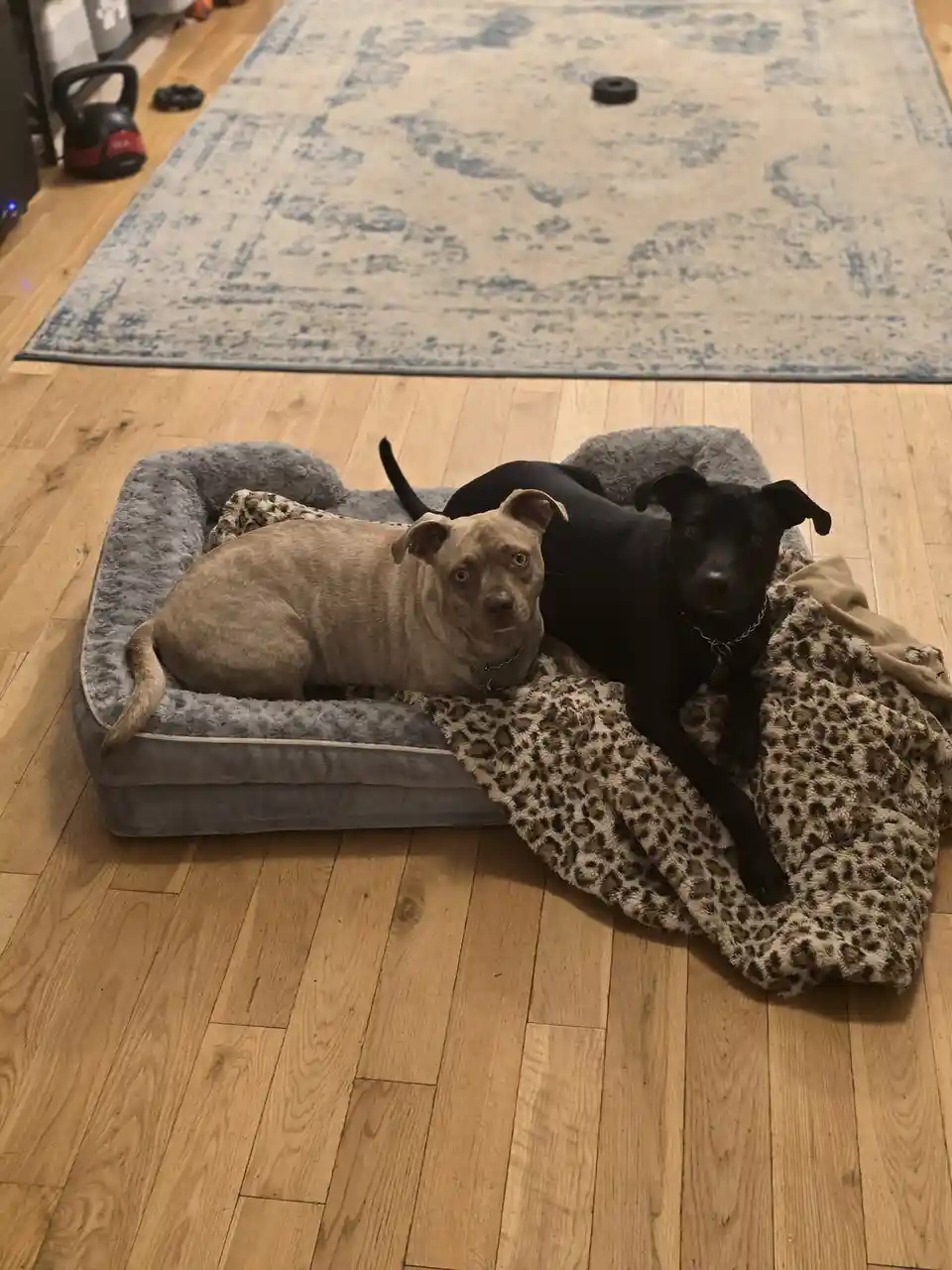 Two dogs, one tan and one black, are lying together on a grey dog bed with a leopard-print blanket on a hardwood floor. The…