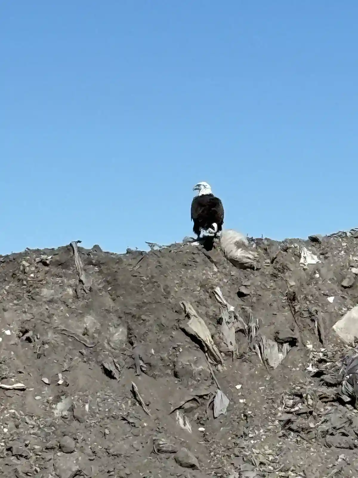 A bald eagle with a white head and dark body stands atop a large, dirty mound of trash under a clear blue sky. The overlaid…
