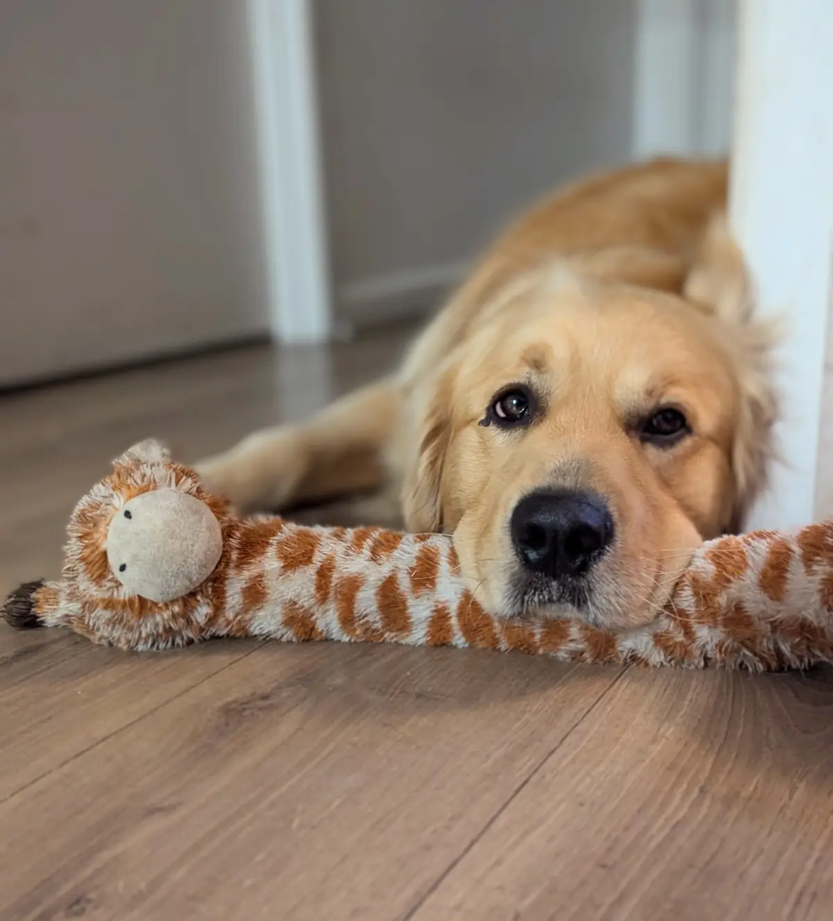A golden retriever lies on a wooden floor, looking directly at the camera with a sad, tearful expression, holding a plush…