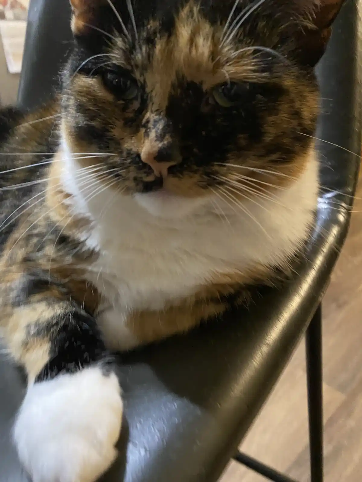 A close-up of a calico cat with black, orange, and white fur sitting on a black chair, looking directly at the camera with a…