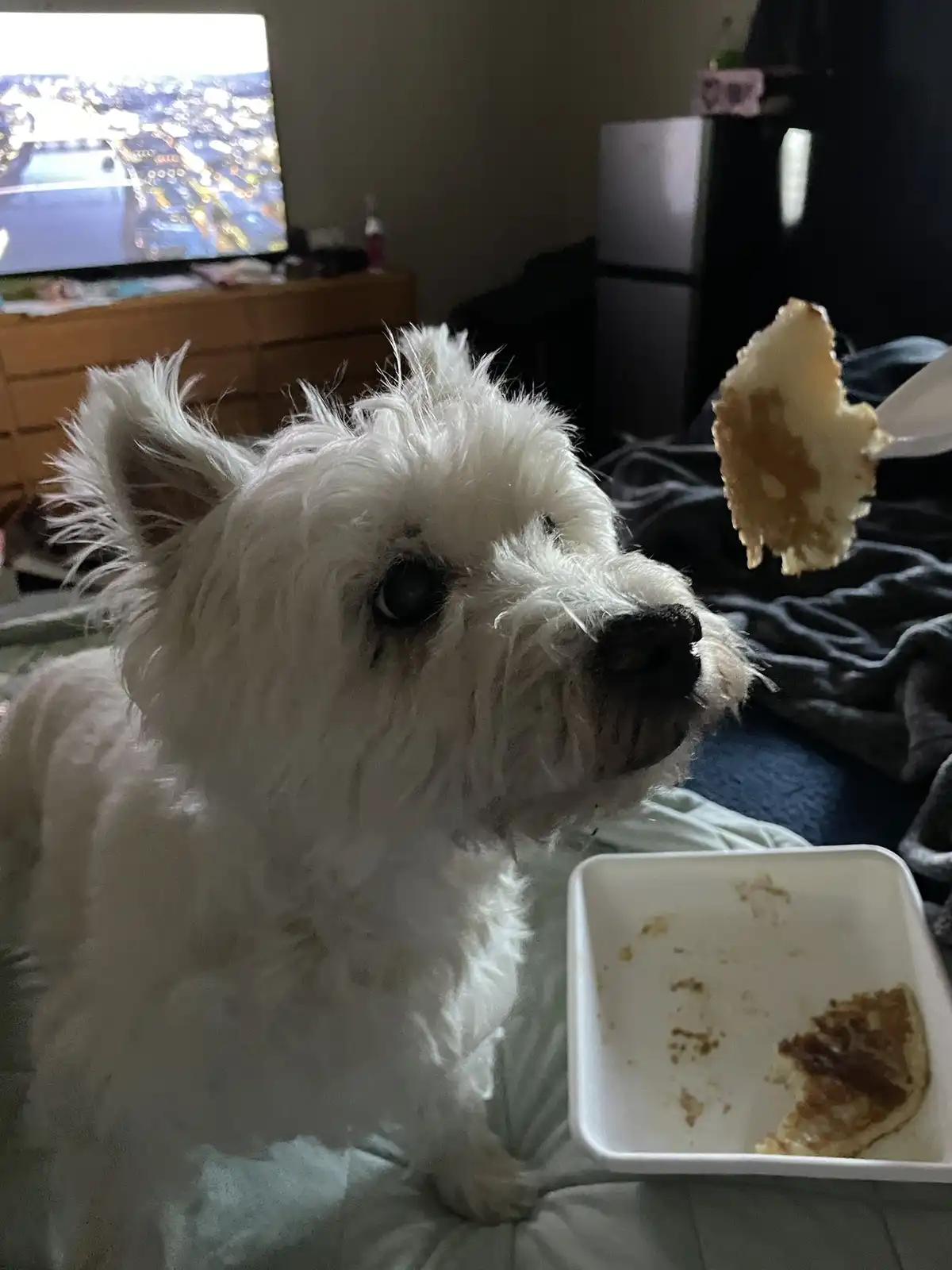 A fluffy white dog with a sad, disappointed expression stares at a fork holding a bite of pancake, while an empty pancake…