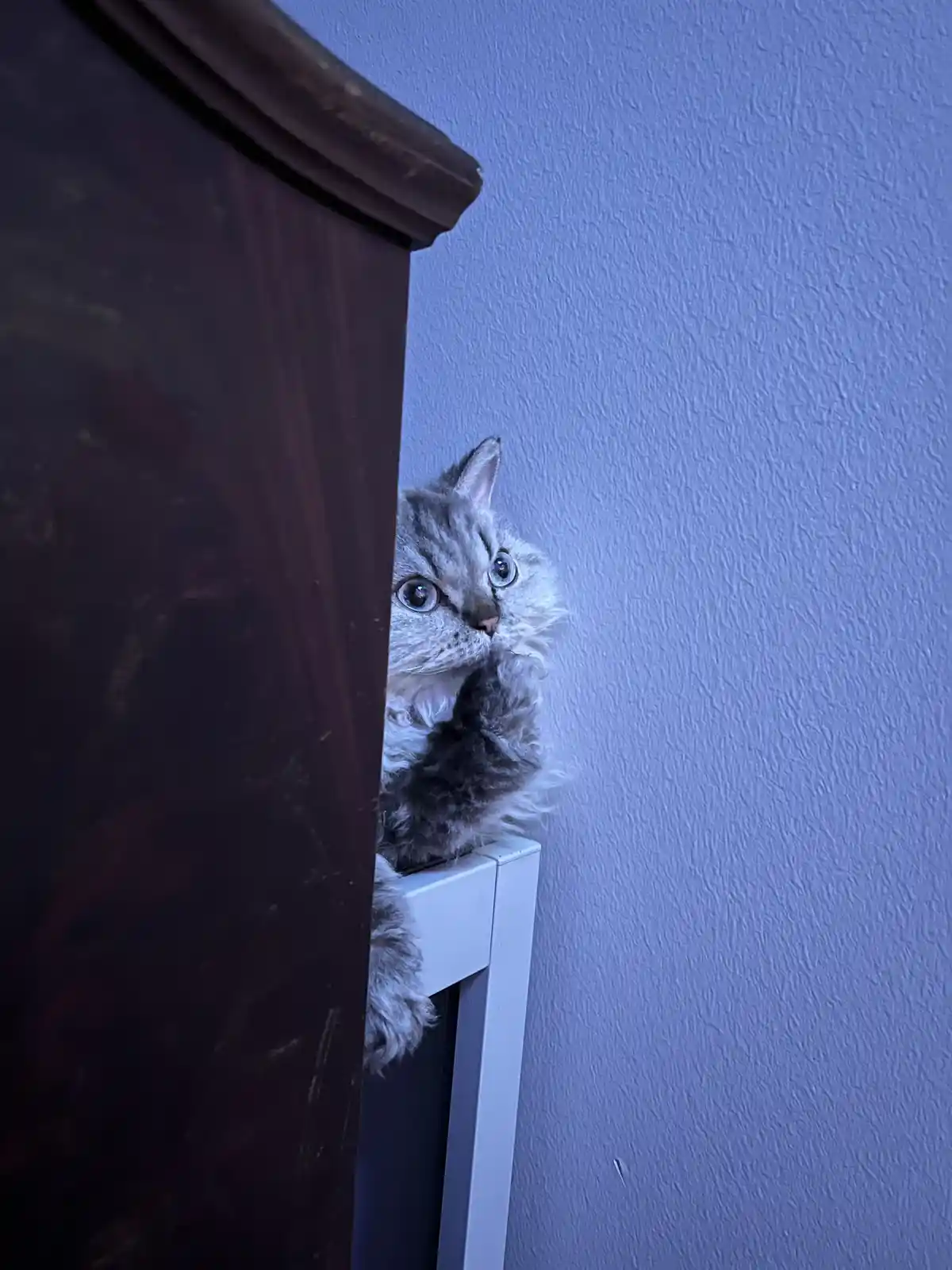 A fluffy silver tabby cat with wide, startled blue eyes peeks out from behind a dark wooden piece of furniture, perched on a…