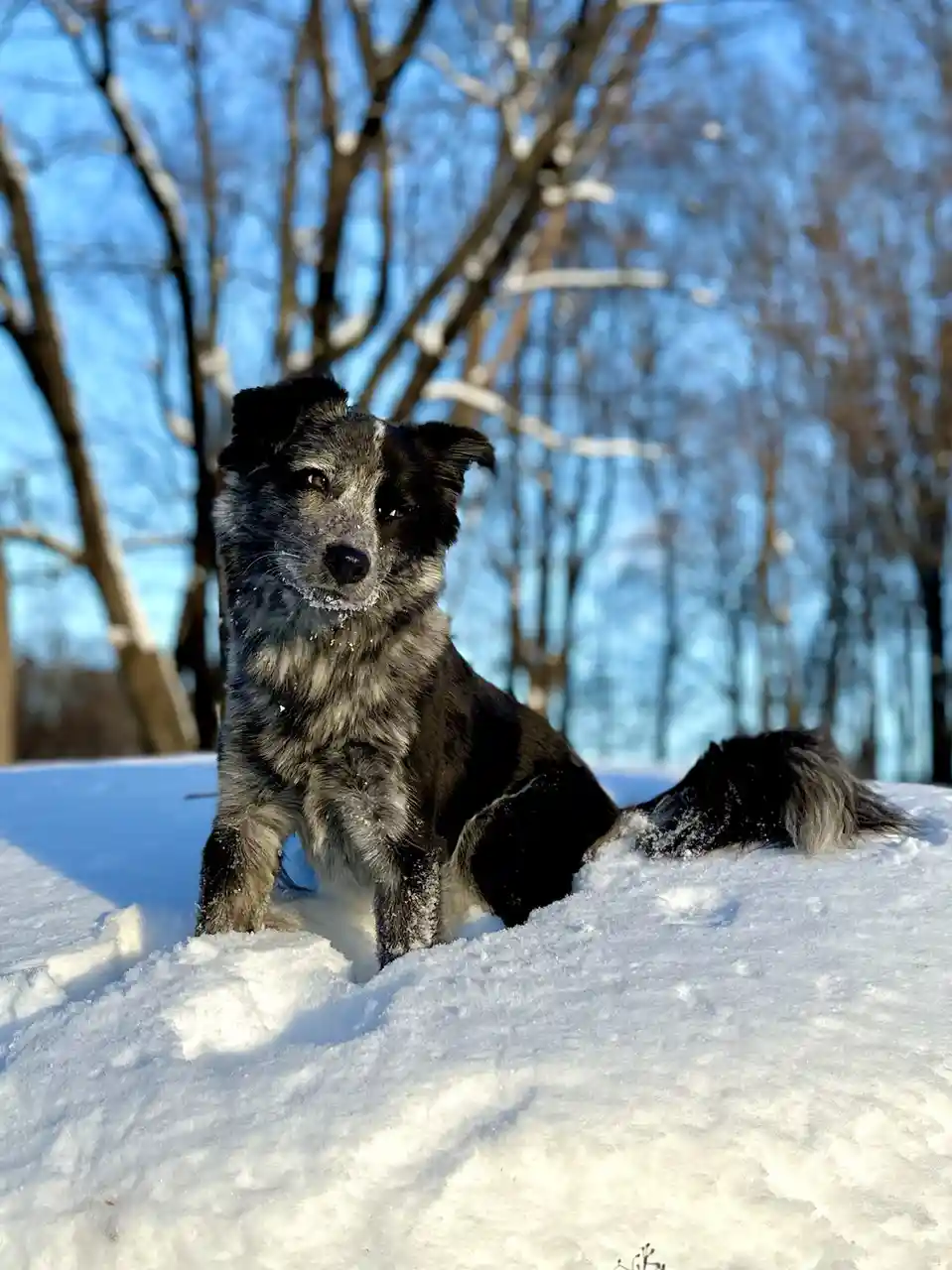 A black and gray dog with snow on its fur sits in a snowy landscape with bare trees in the background. The dog looks…