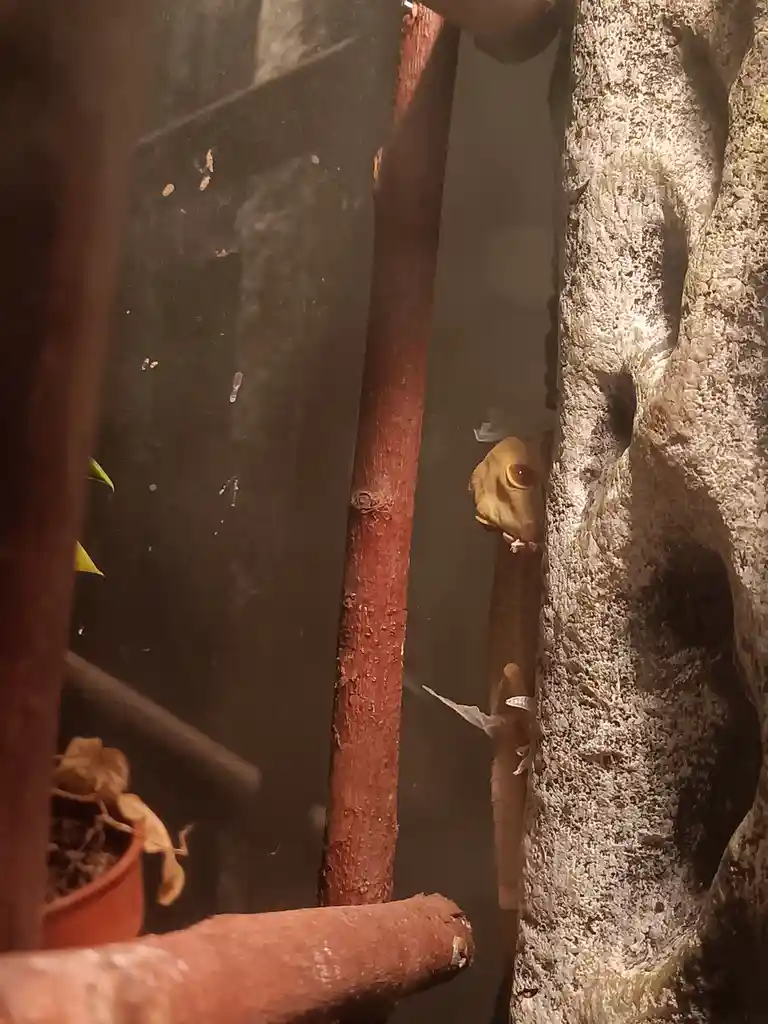 A small, light-brown gecko with large, round eyes peeks out from behind a textured, light-gray tree trunk inside what…