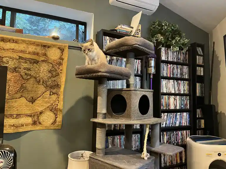 A light-colored cat sits atop a multi-level cat tree in a cozy room with bookshelves filled with DVDs, a vintage-style world…