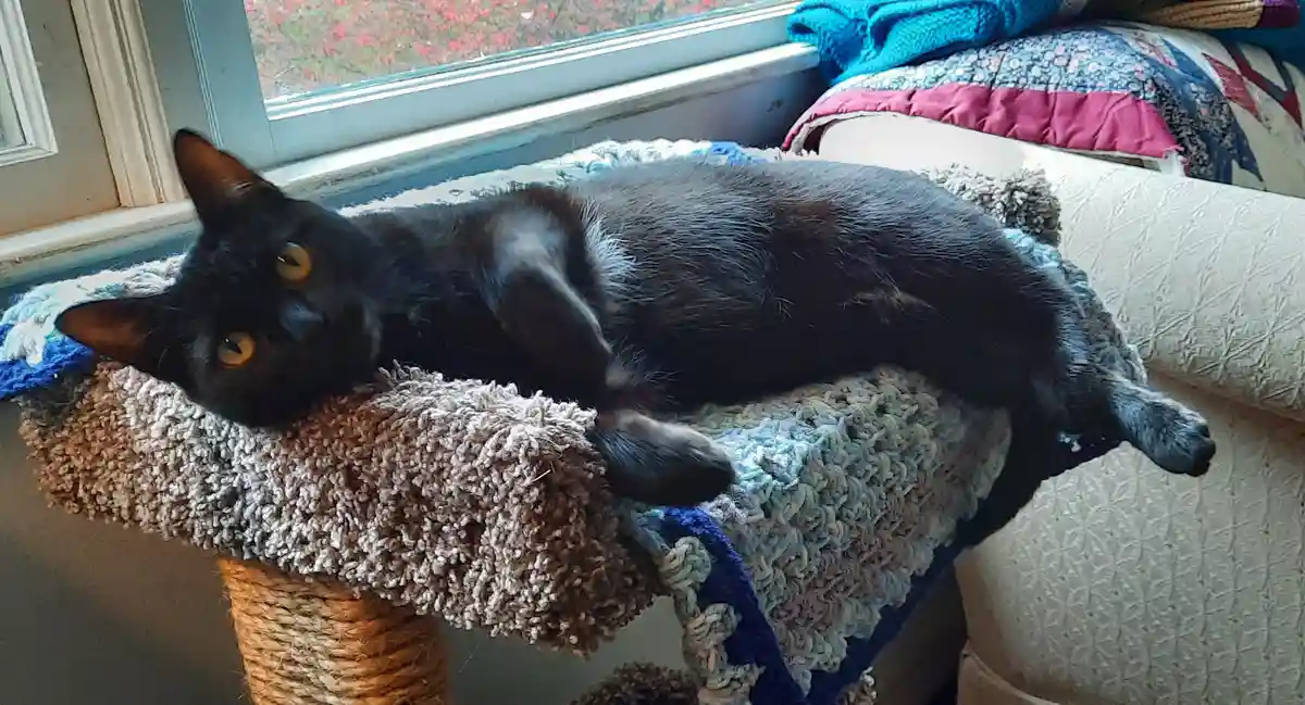 A black cat with yellow eyes is lounging on a multi-colored, shaggy cat tree perch near a window. The cat is lying on its…