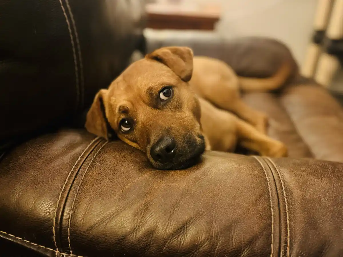 A brown dog with floppy ears is lying on a dark brown leather couch, resting its head on the armrest and looking directly at…